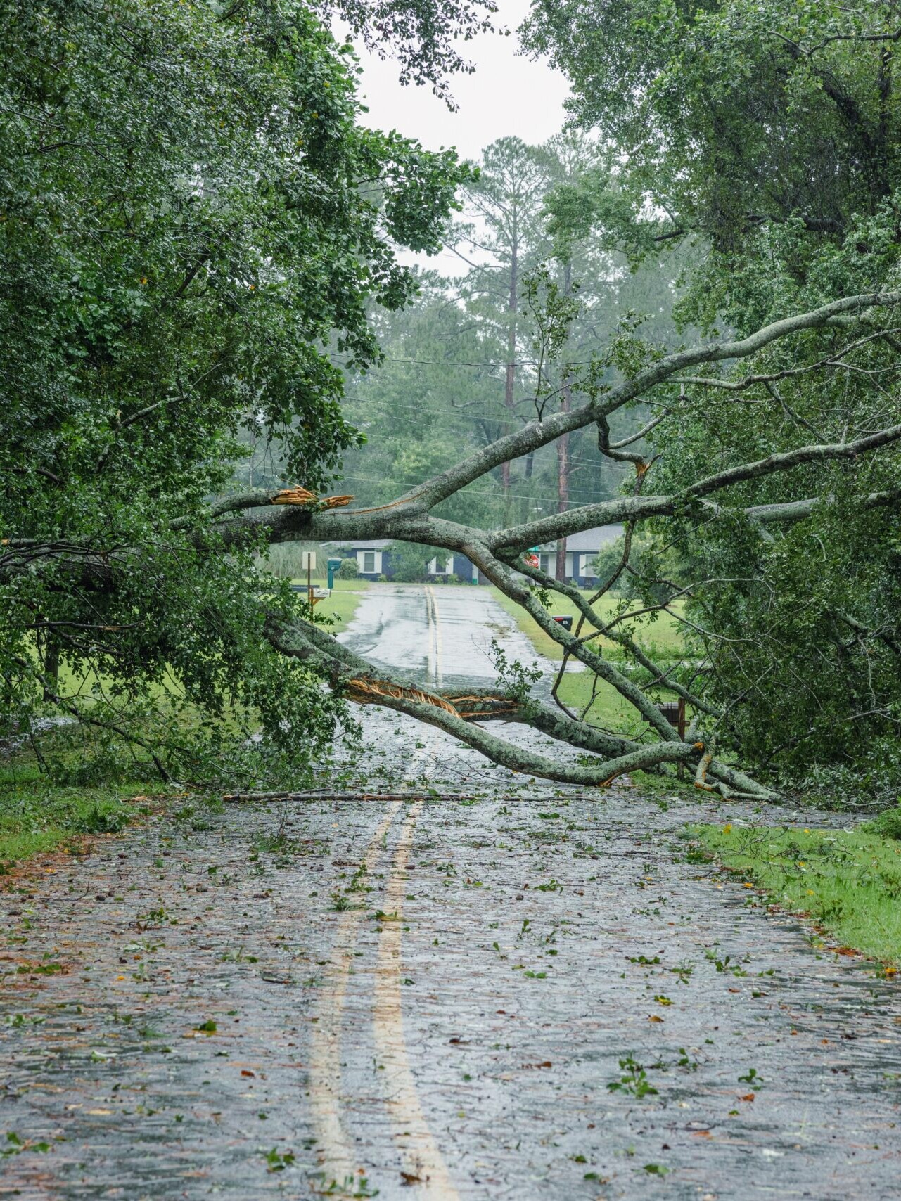 Hurricane,Damage,To,A,Tree,On,Florida,House,Backyard.,Fallen 5