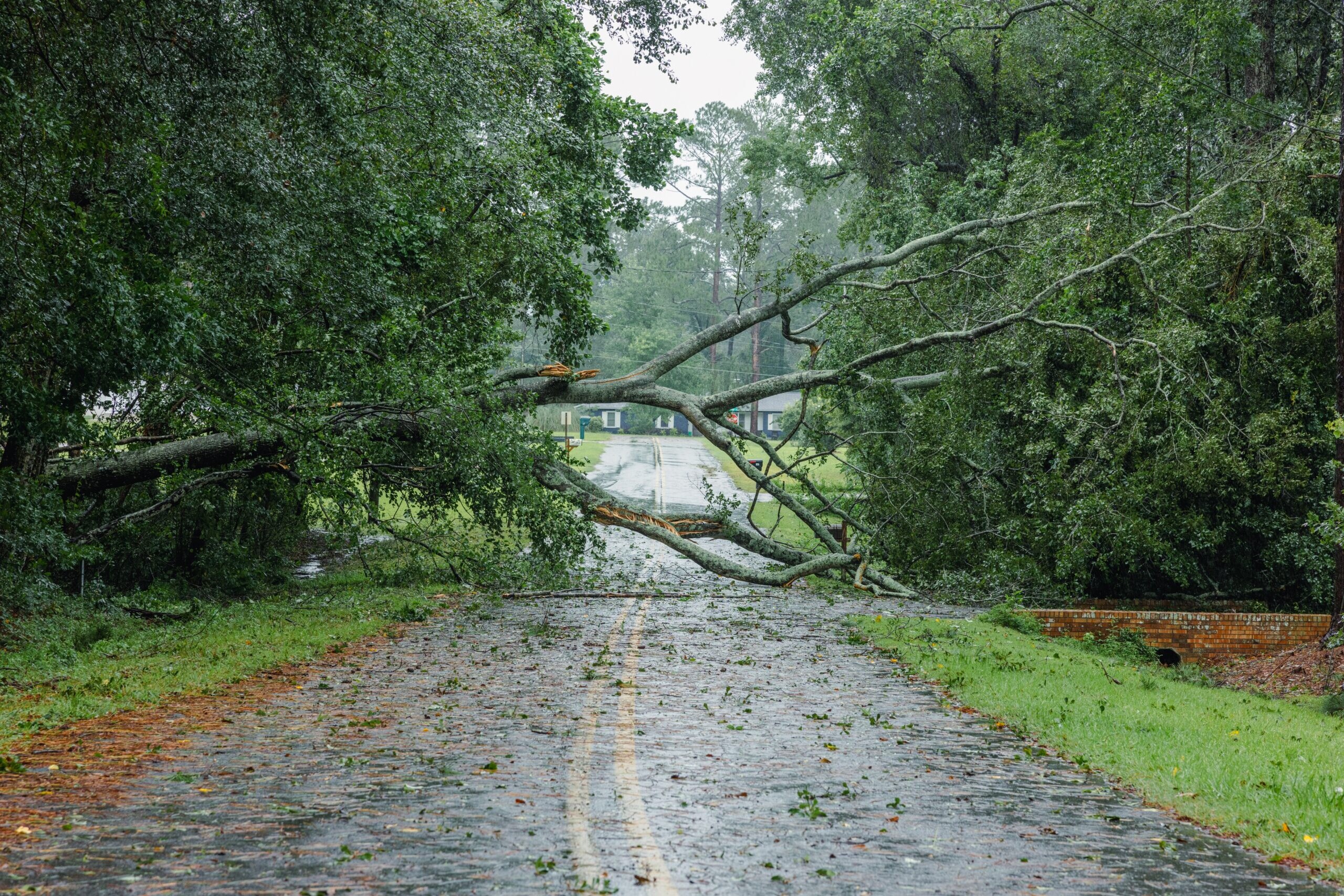 Hurricane,Damage,To,A,Tree,On,Florida,House,Backyard.,Fallen 6